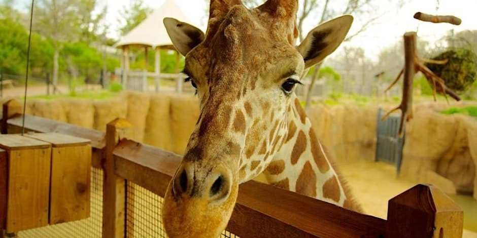 A giraffe in a zoo enclosure.